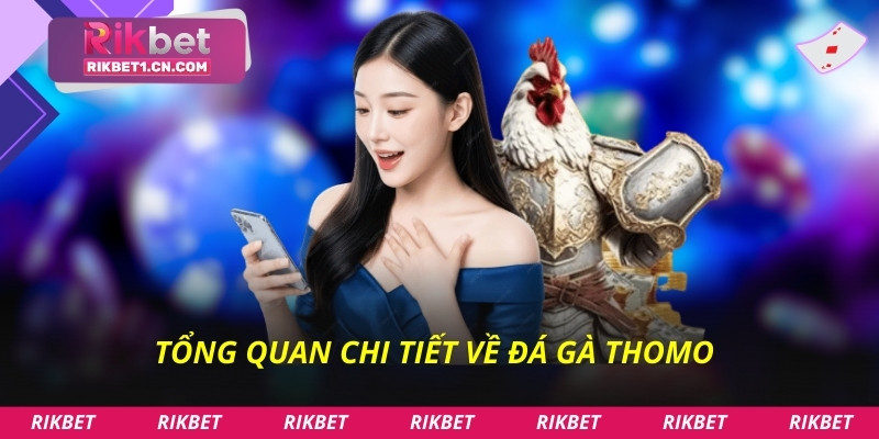 Phân tích toàn diện về trường gà Thomo
